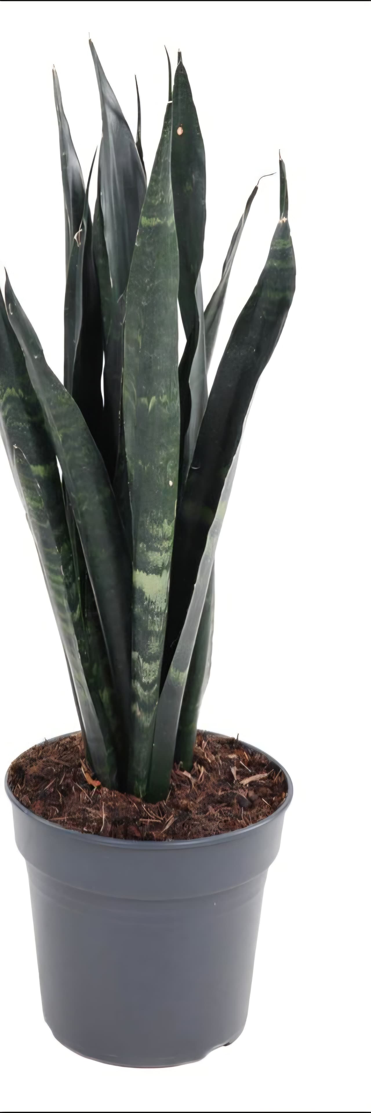 Espada Black Coral