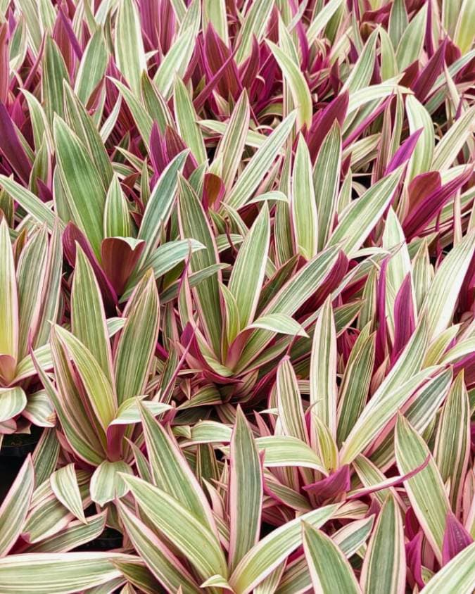 Abacaxi Roxo Variegata