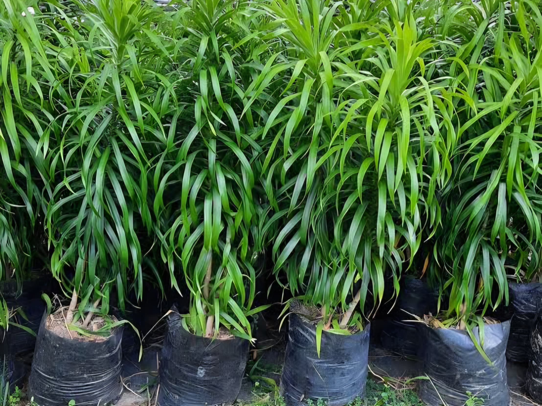 Dracena Fita