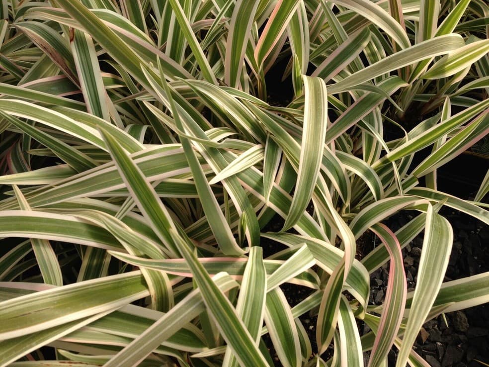 Dianella