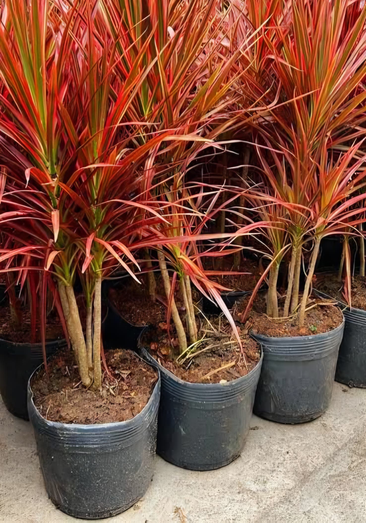 Dracena Tricolor
