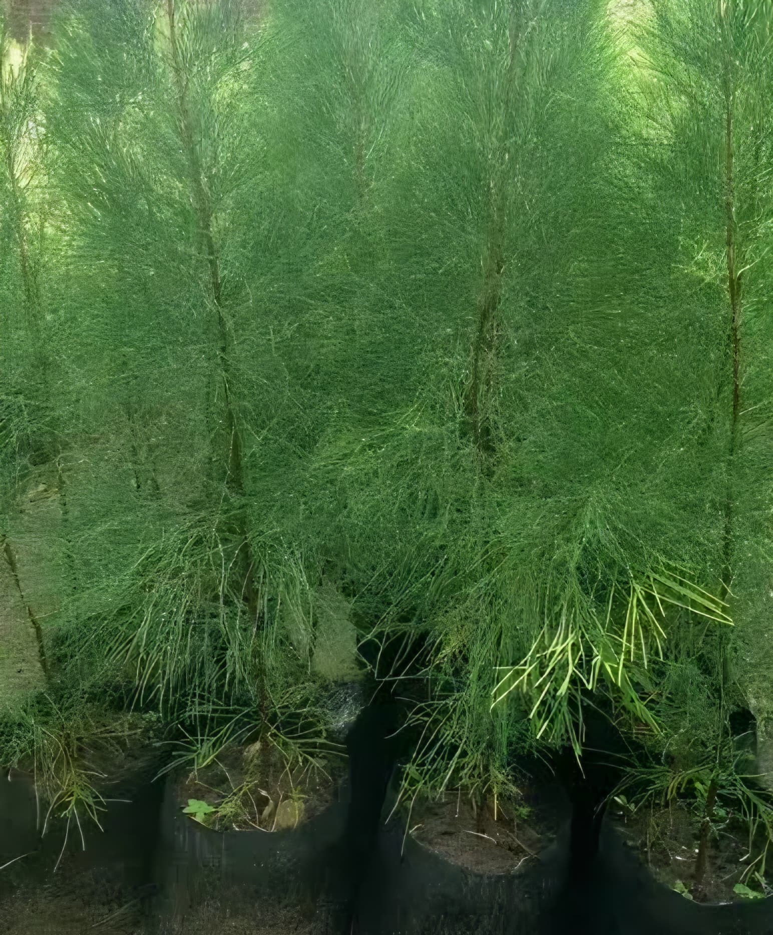 Cipreste (Casuarina)