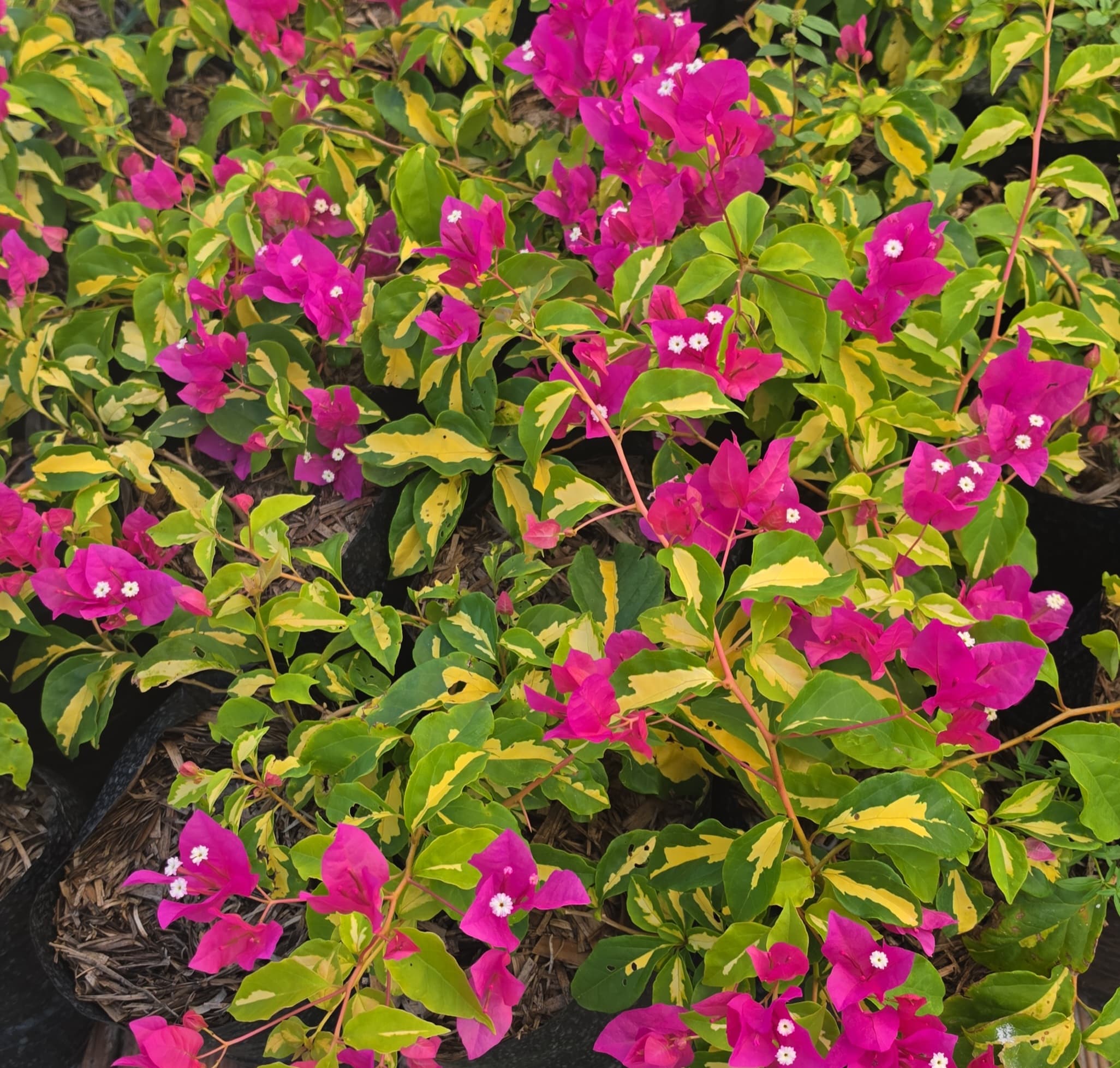 Bougainvillea Variegata