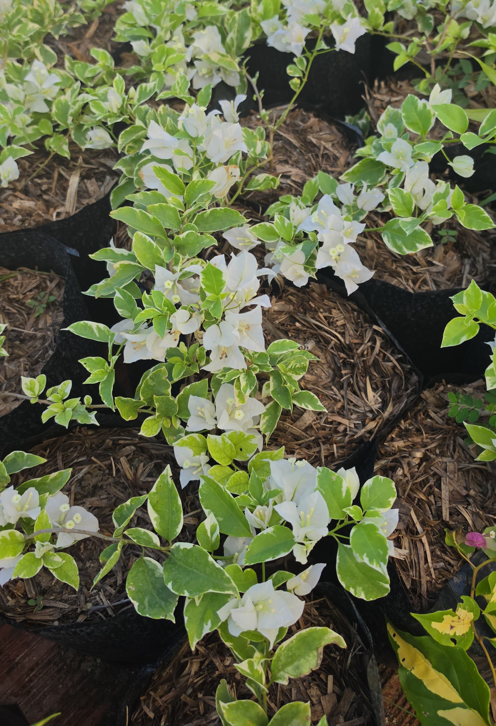 Bougainvillea White Strip Variegata