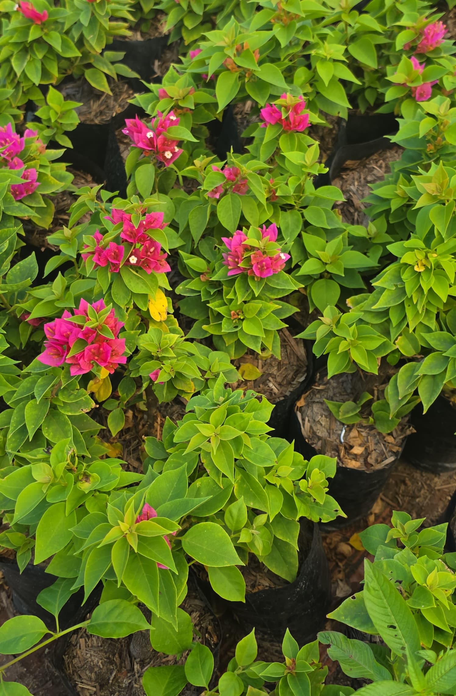 Bougainvillea Helen Johnson