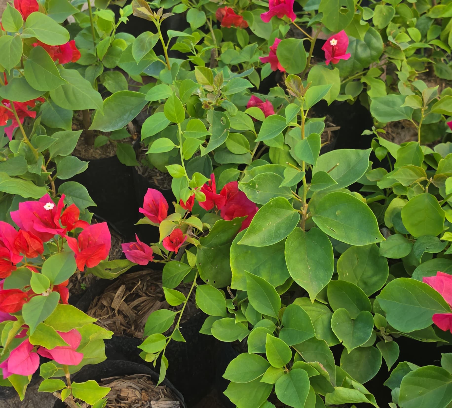 Bougainvillea Tradicional