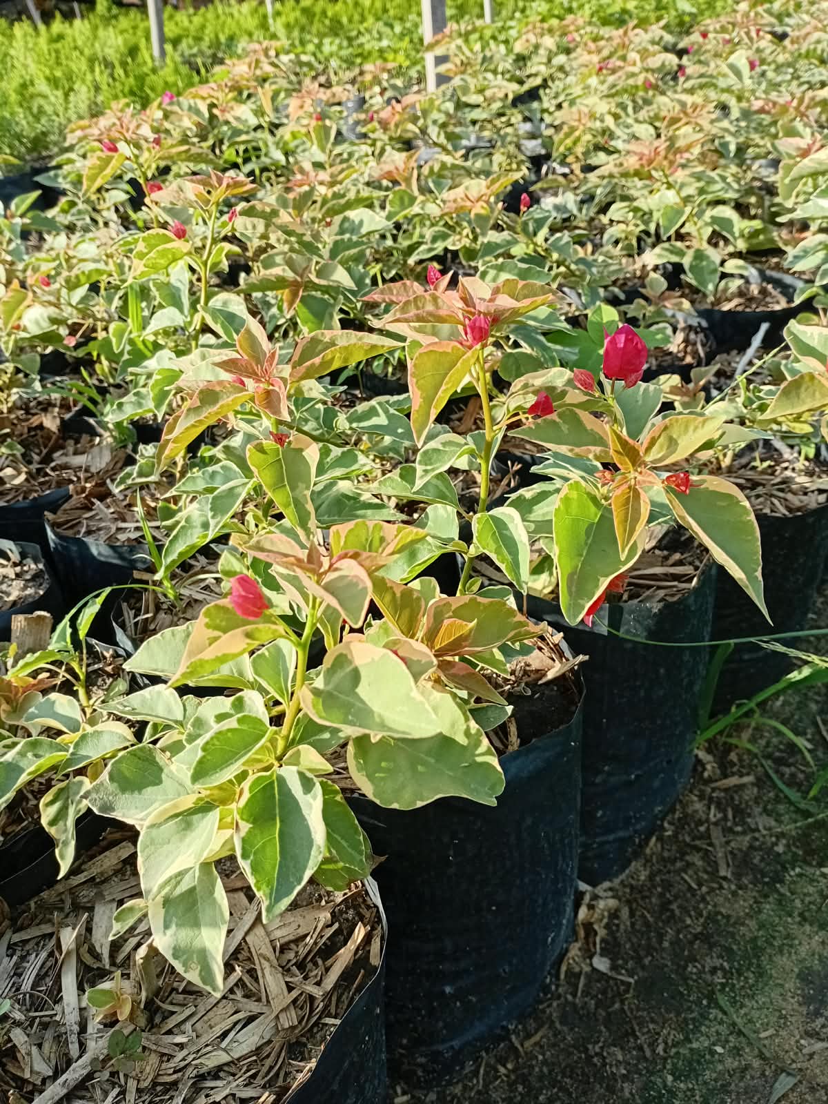 Bougainvillea Variegata Vermelha